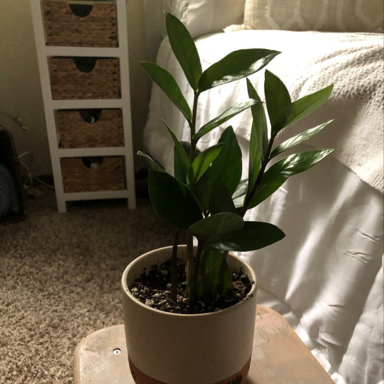 Plant care for Rose on Greg, the plant care app