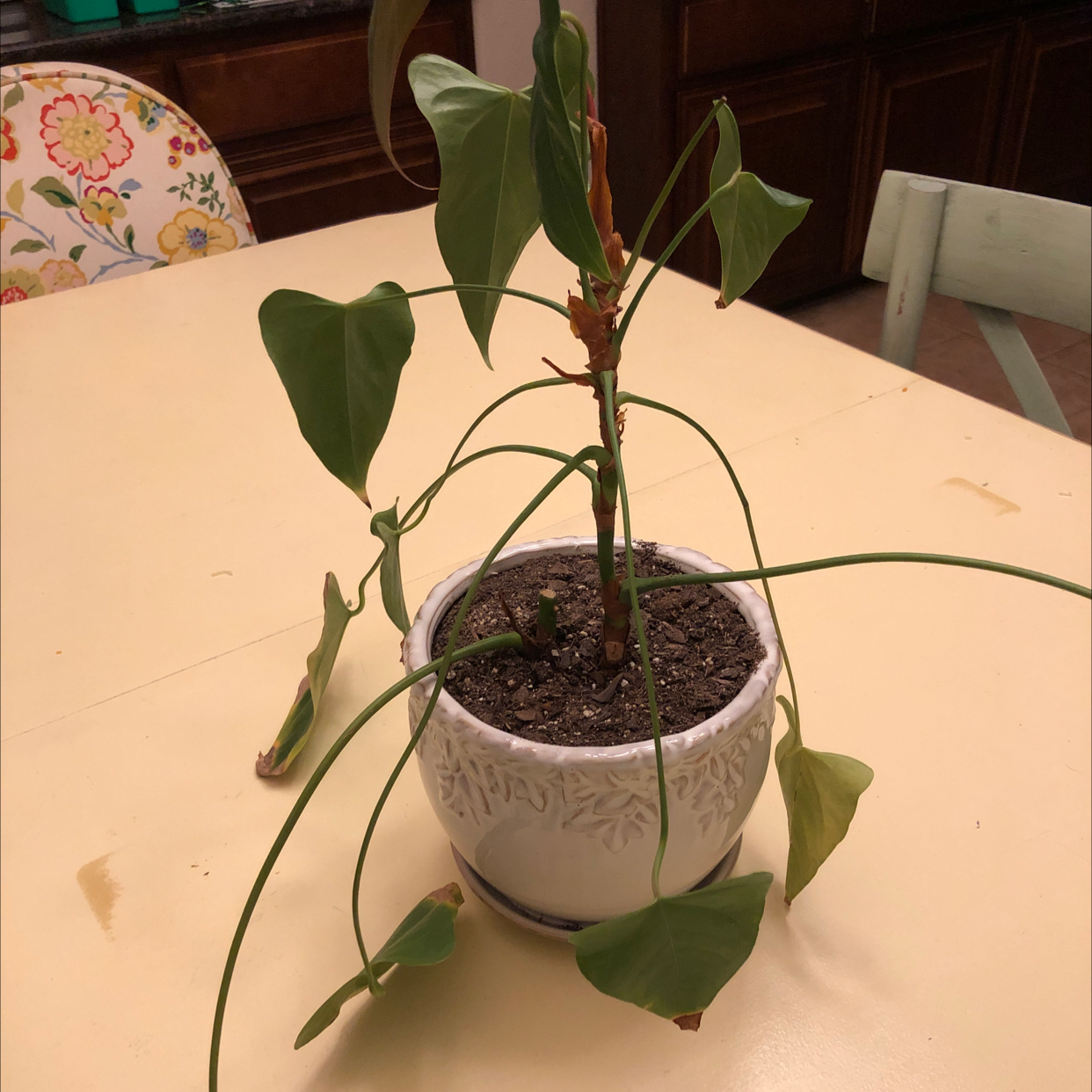 Healthy, vibrant Anthurium plant with glossy green heart-shaped leaves in a white ceramic pot, soil surface visible.