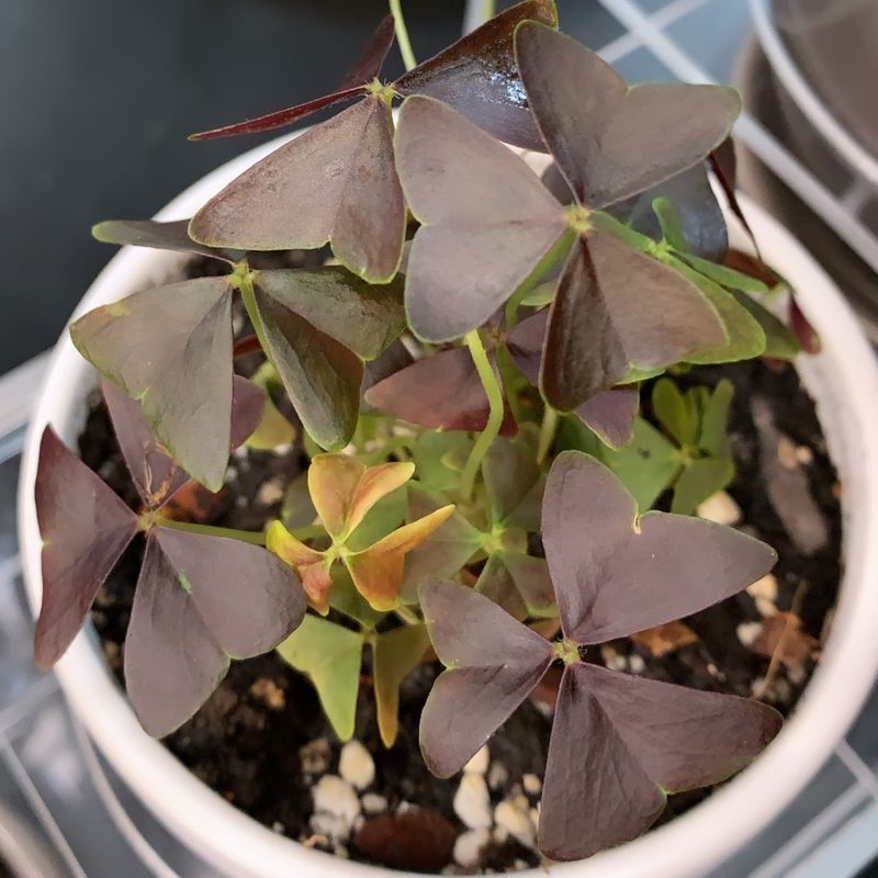 A potted Purple Shamrock plant with triangular leaves in shades of purple and green, appearing healthy and well-cared for.