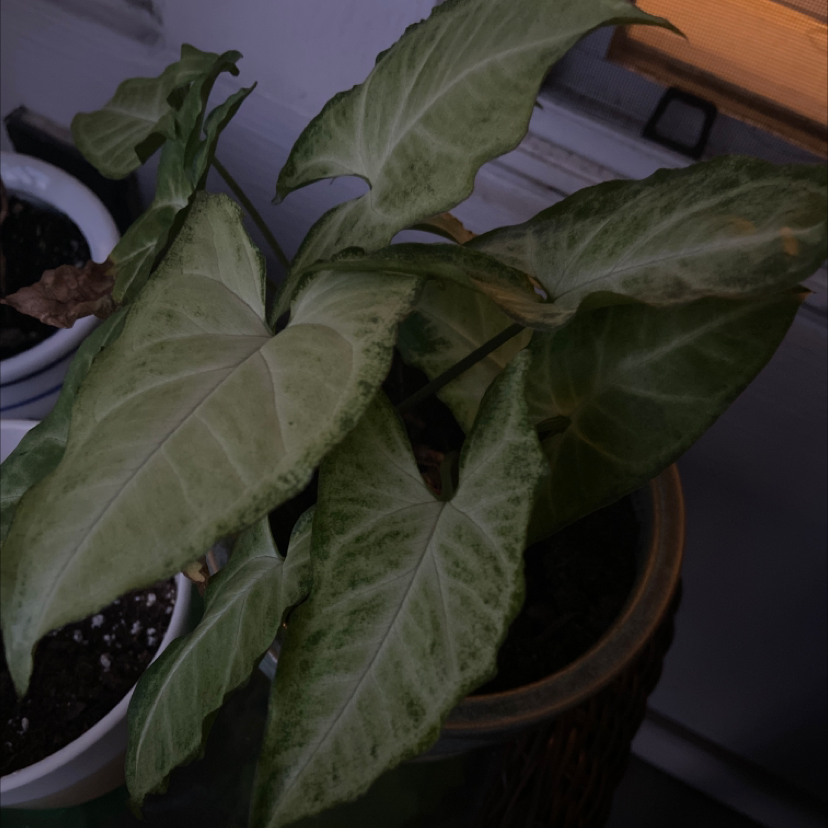 Photo of the plant species Pink Nerve Plant by Kelly  named Grandpa on Greg, the plant care app