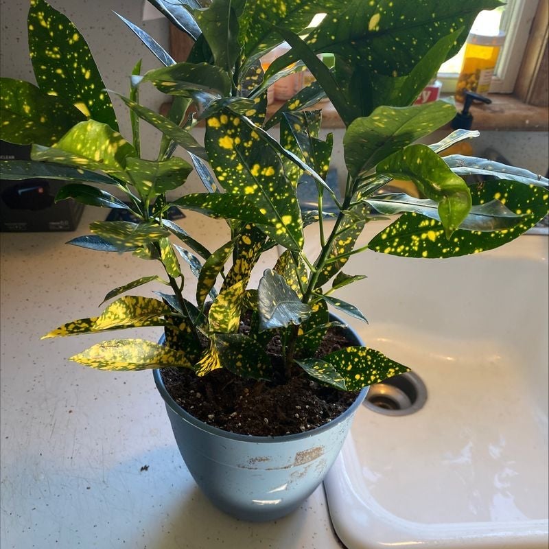 Why Are There Brown Spots on My Croton 'Petra'?