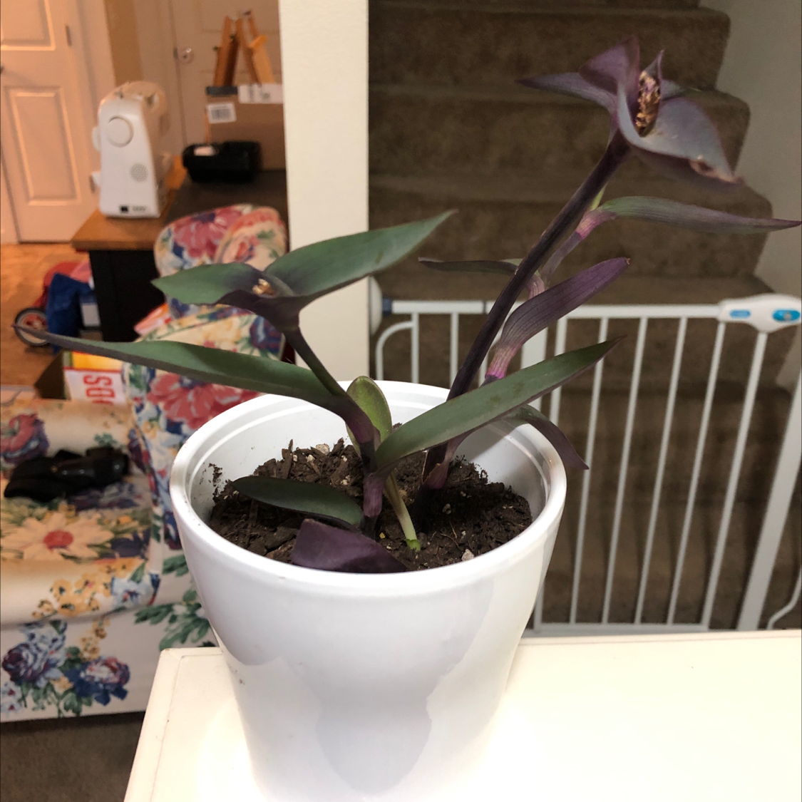 A healthy Purple Heart plant with vibrant purple leaves in a white ceramic pot, sitting on a white surface in a room.