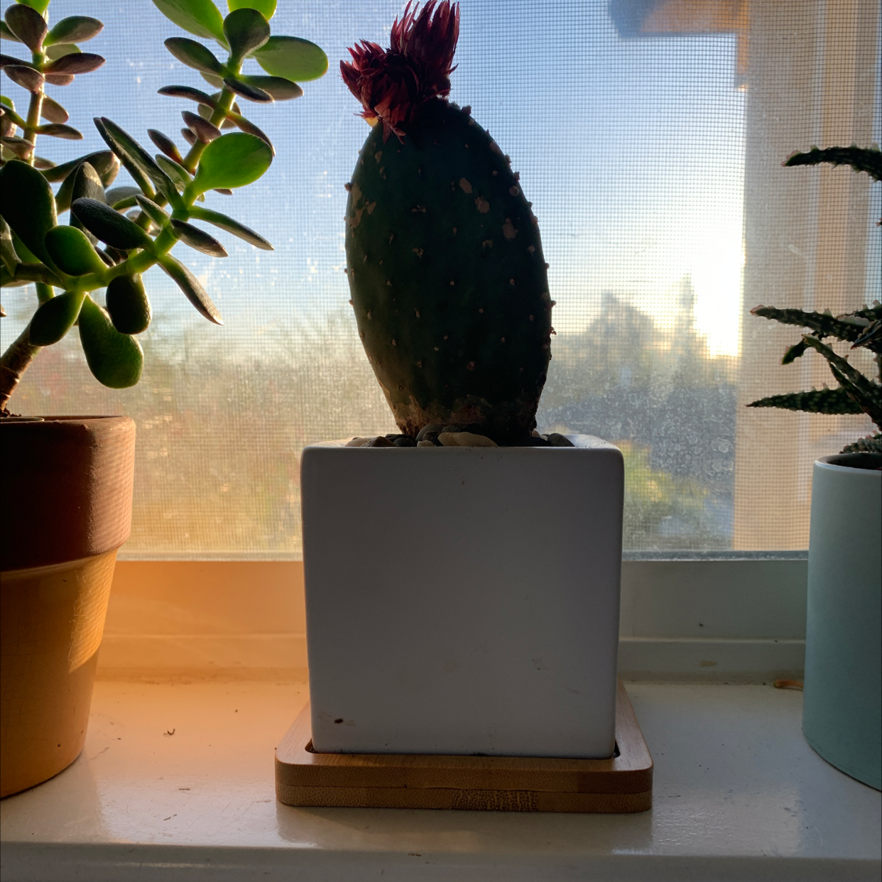 Barbary Fig plant in a white pot on a windowsill, with visible flowers.