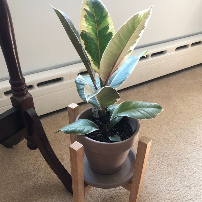 Photo of the plant species Variegated Rubber Tree by @JuliaR named Rubber Tree on Greg, the plant care app