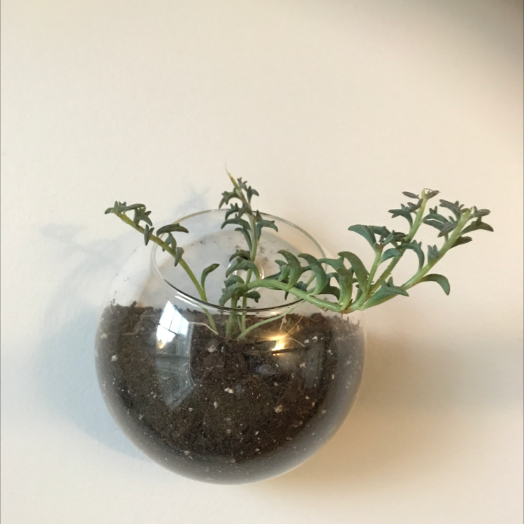String of Dolphins plant in a small glass container with soil.