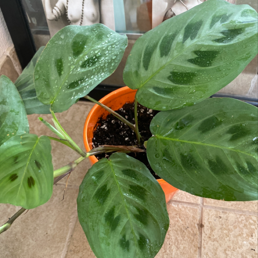 Healthy green prayer plant in orange pot with lush, vibrant leaves showing characteristic venation patterns and no signs of disease or stress.