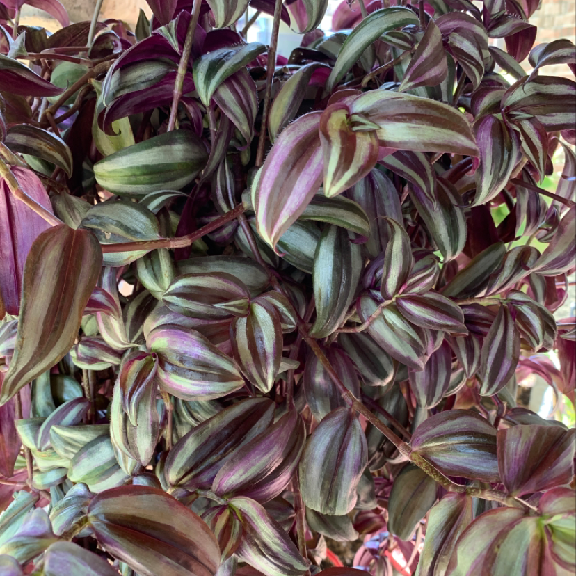 Close-up of a vibrant and healthy Tradescantia Zebrina plant, showing its distinctive purple and silver striped leaves.