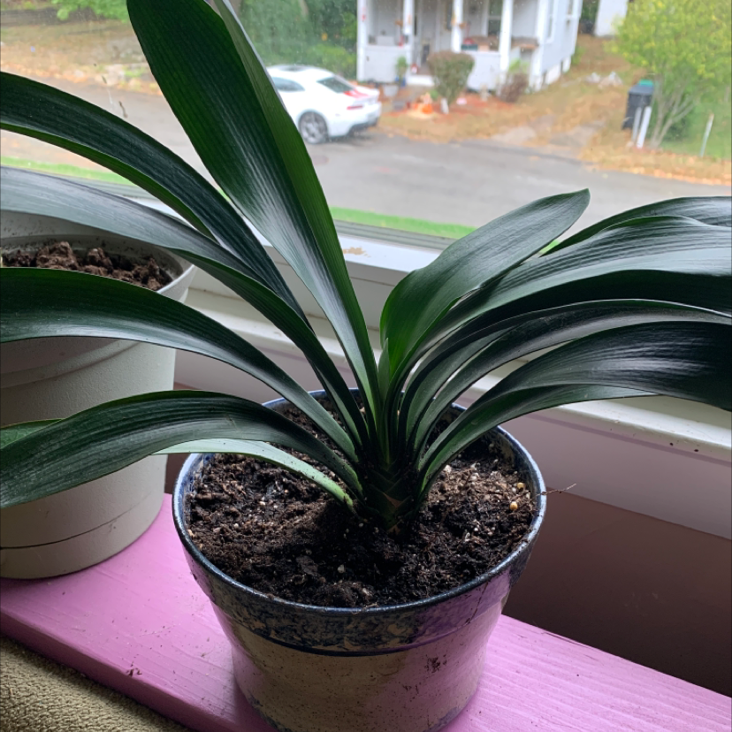 Potted Bush Lily with healthy dark green leaves on a windowsill.