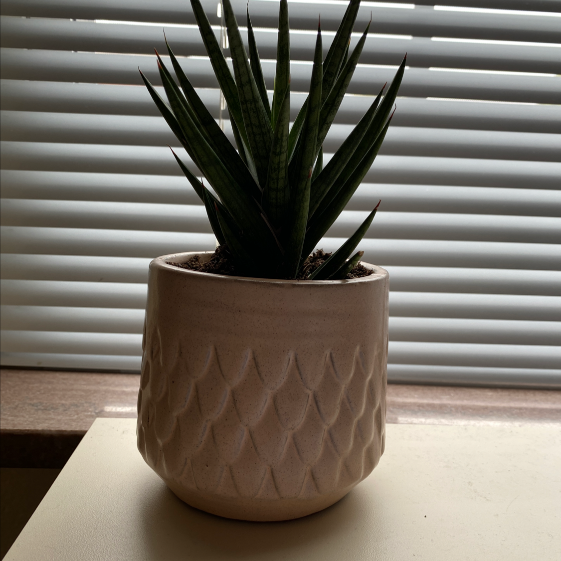 Potted Sansevieria francisii plant in a decorative pot with visible soil.