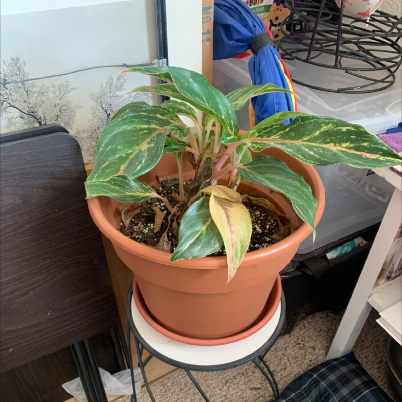 Variegated Chinese Evergreen houseplant in terracotta pot with yellowing leaf, likely nutrient deficient.