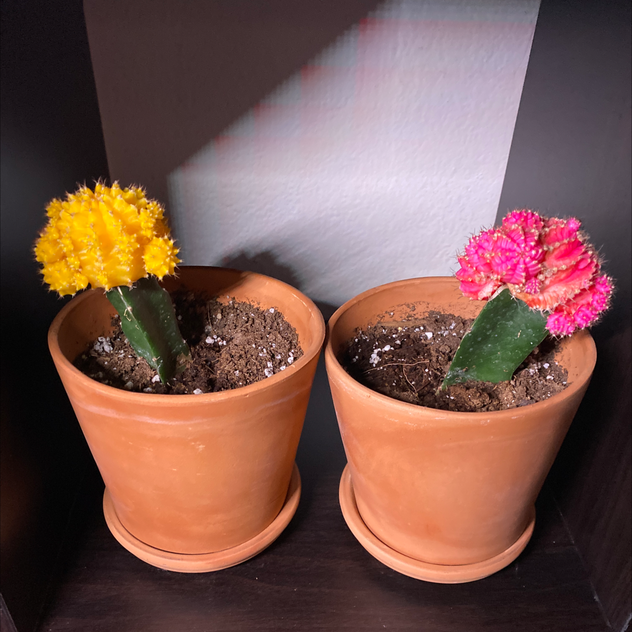 Two Moon Cactus plants in terracotta pots, one with a yellow top and one with a pink top.