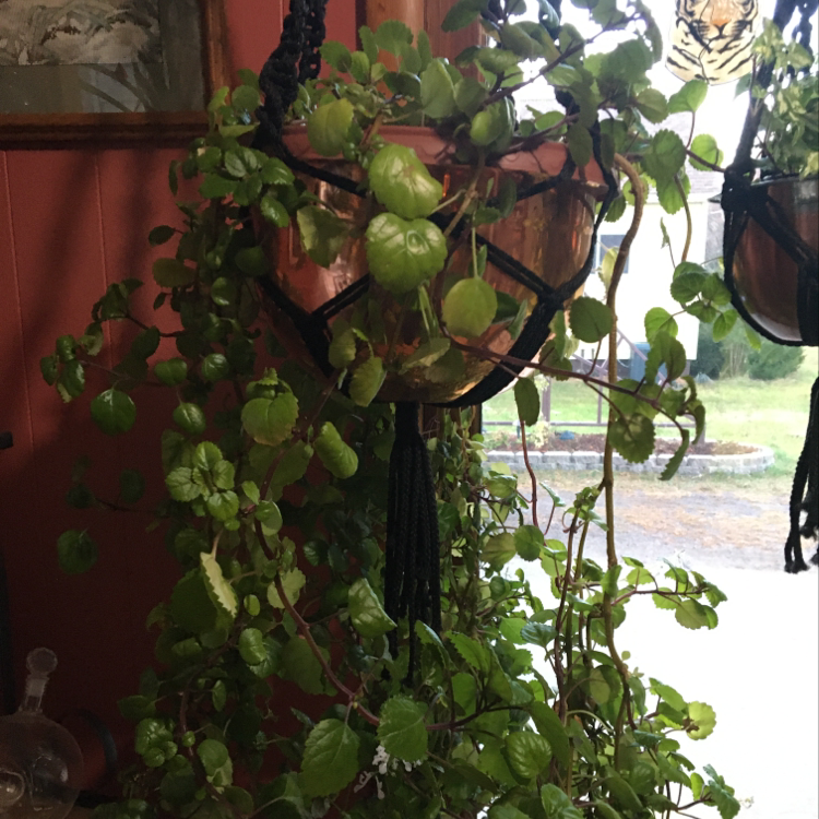 Swedish Ivy plant photo by Dona named Georgina on Greg, the plant care app.