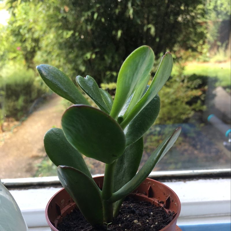 Healthy Jade plant in a small pot on a windowsill.