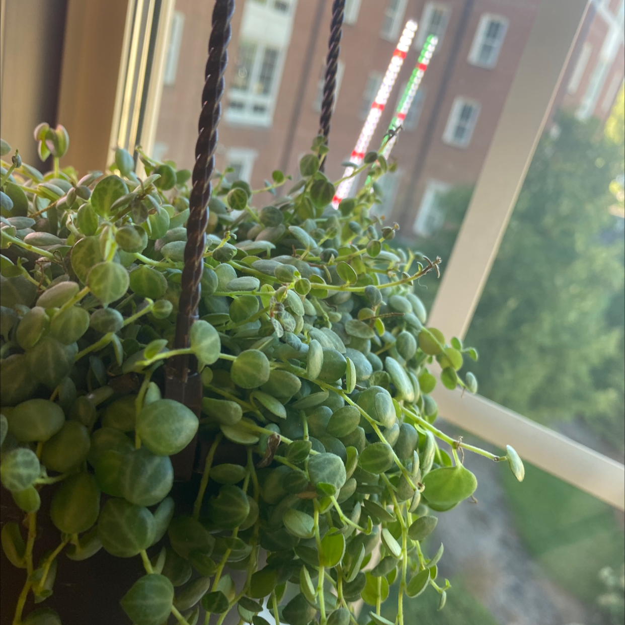 Hanging String of Turtles plant with small, round leaves near a window.