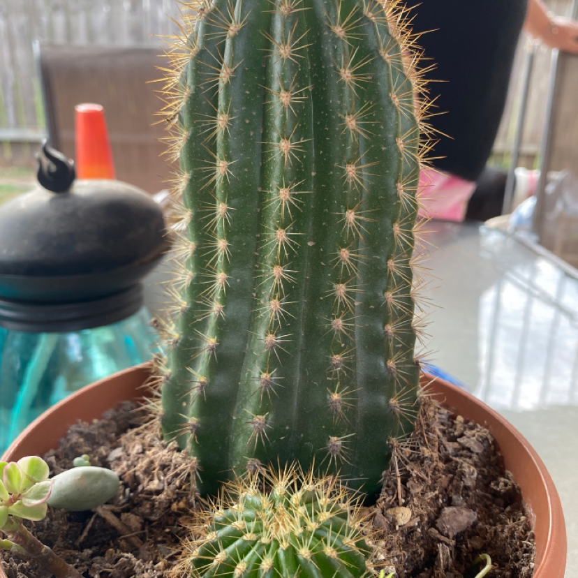 Potted Golden Torch cactus with smaller cacti around it, healthy and well-framed.