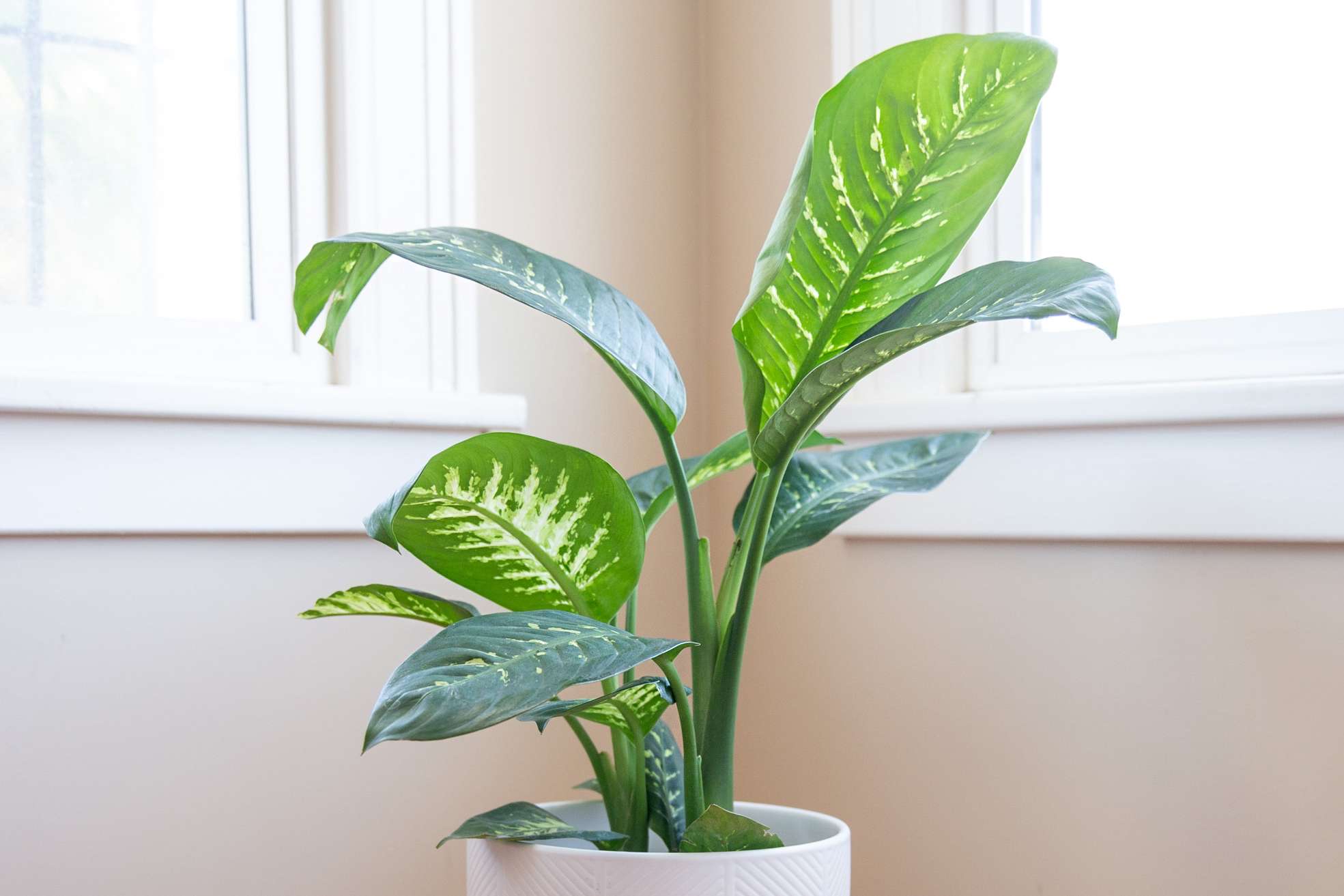 Photo of the plant species Dieffenbachia by @adama.daou named Cane on Greg, the plant care app