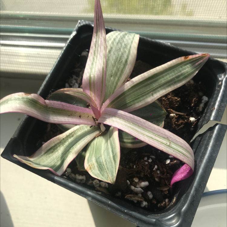 Healthy potted Moses-in-the-Cradle plant with vibrant pink and green variegated sword-shaped leaves, soil visible in pot.