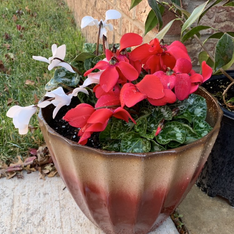 Healthy potted Persian Cyclamen in full bloom with vibrant red flowers, deep green mottled leaves, in a decorative copper pot.