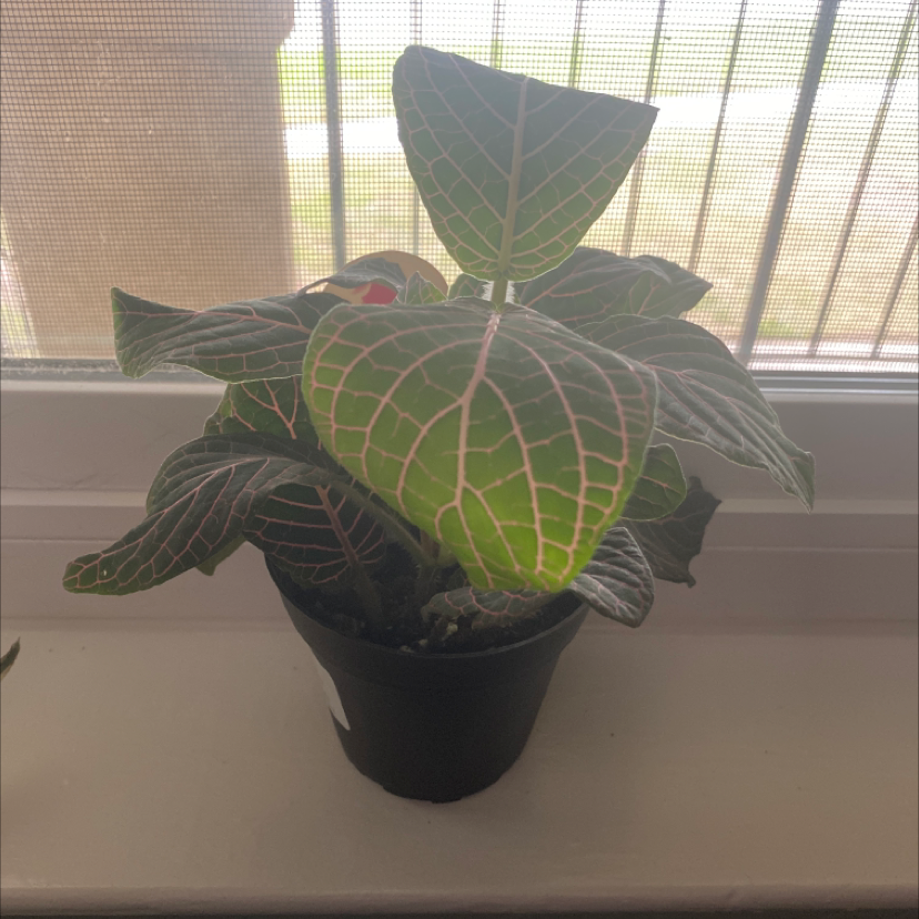 Nerve Plant plant photo by Mikayla named Fredrick on Greg, the plant care app.
