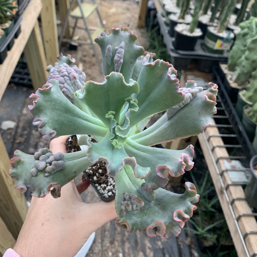 Echeveria Runyonii succulent with ruffled leaves held by a hand, other plants in the background.