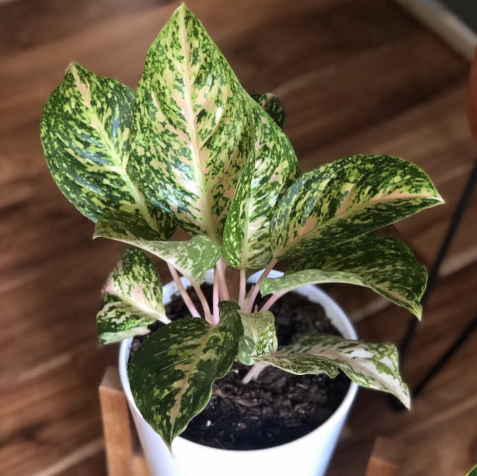 Healthy dieffenbachia plant with lush, variegated leaves in shades of green and white, in a white ceramic pot.