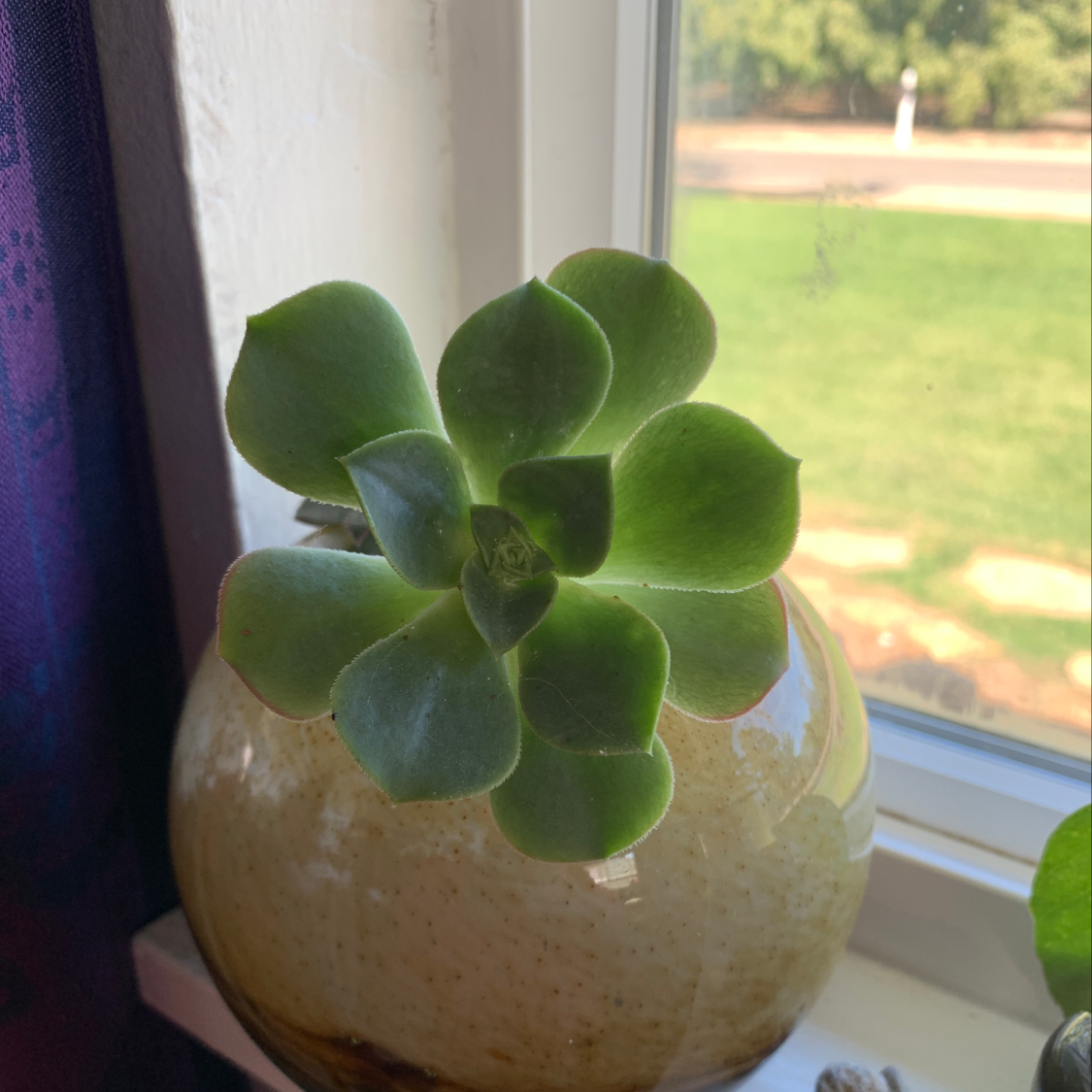 Pearl Echeveria succulent in a pot near a window, appears healthy.