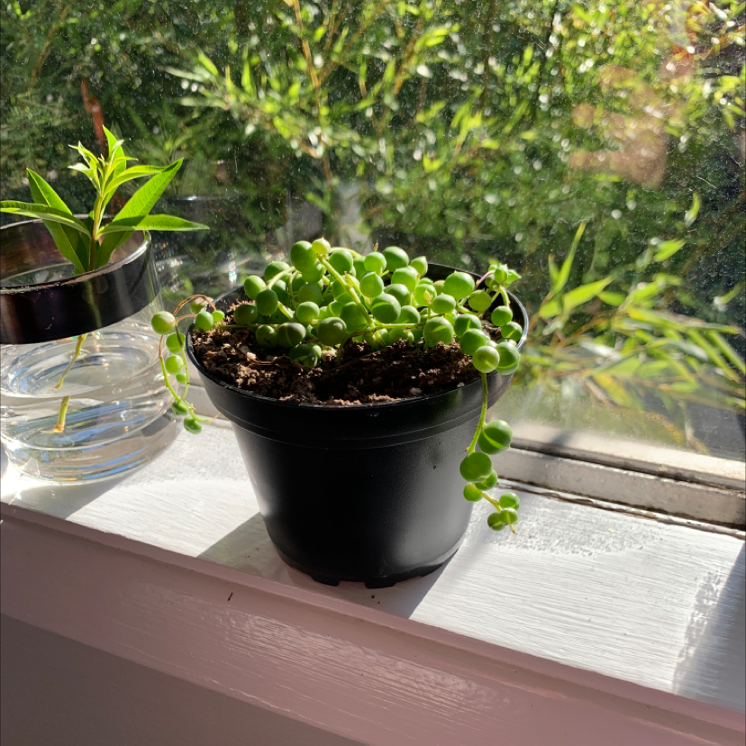 String of Pearls plant in a black pot on a windowsill with another plant in a glass container.