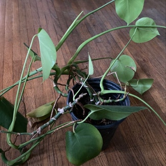Heartleaf Philodendron plant in Los Angeles, California