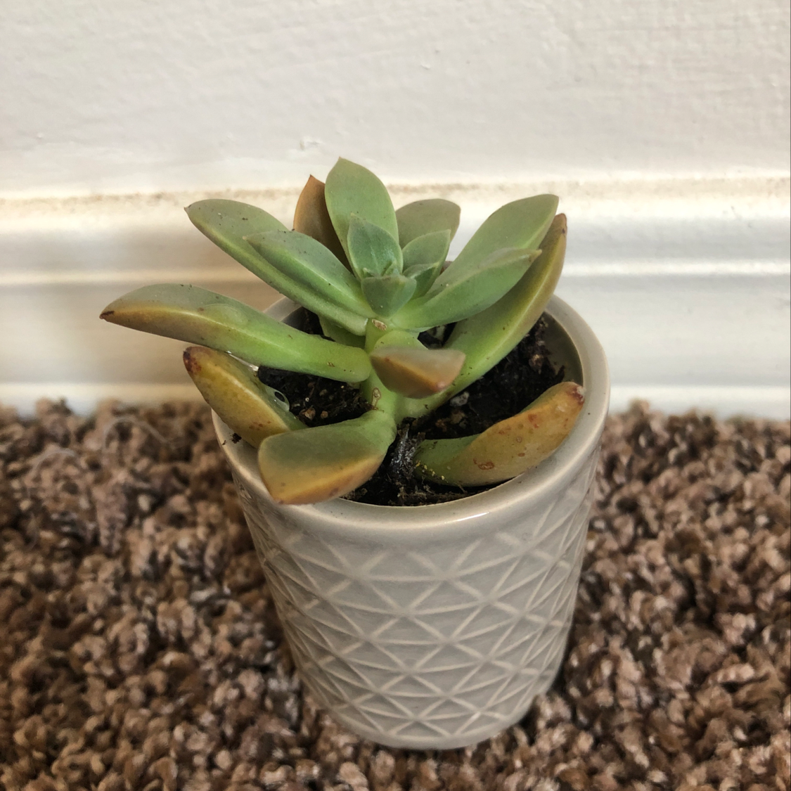 Jade plant in a patterned pot on a carpeted floor, with some leaves showing browning and yellowing.