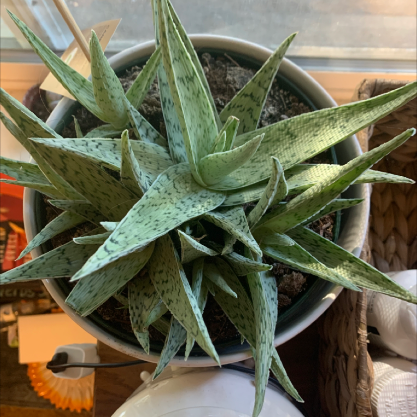 Tiger Aloe plant in a pot with green leaves and tiger-like markings.