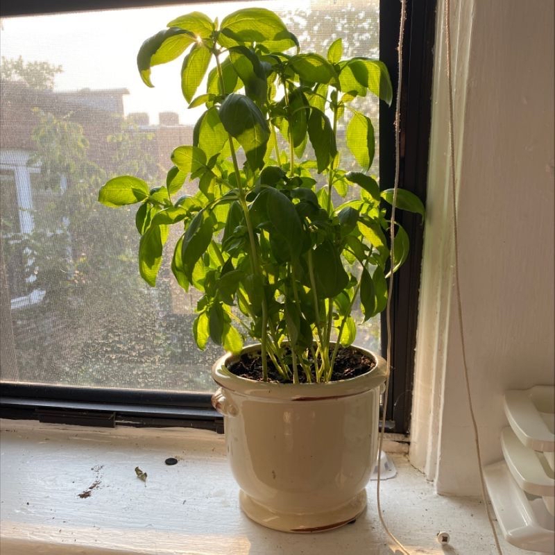 Photo of the plant species Zz Plant by Anna named Isla on Greg, the plant care app