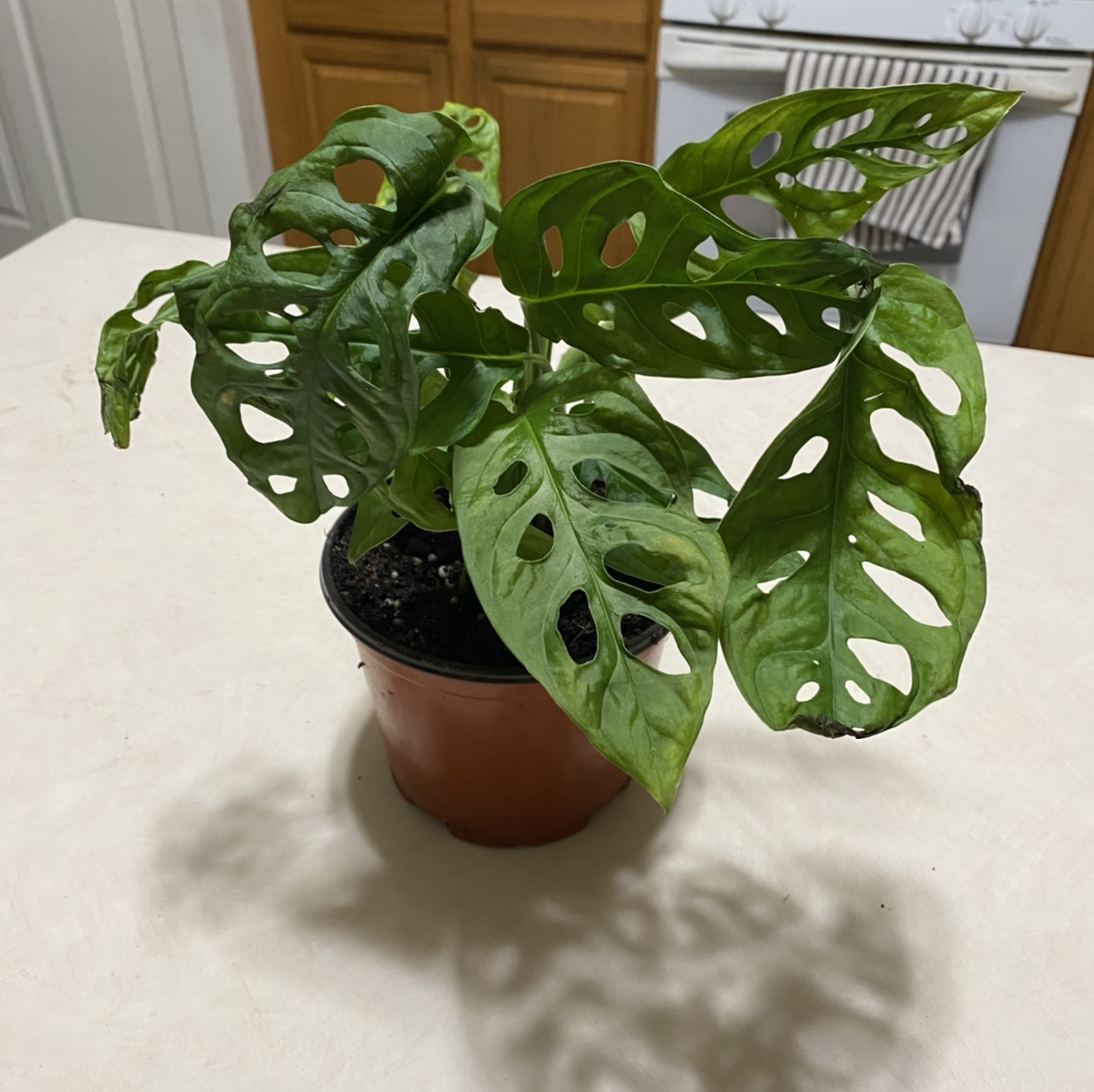 Healthy Monstera deliciosa plant with large fenestrated leaves in a terracotta pot, well-framed photo.