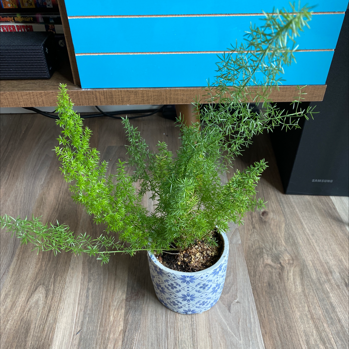 Healthy Plume Asparagus plant with lush green foliage growing in a blue and white patterned pot indoors.