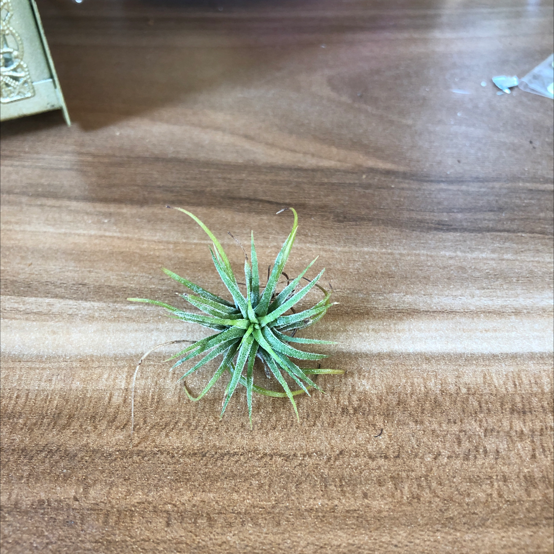 A healthy Blushing Bride air plant with vibrant green leaves tipped in red, sitting on a wooden surface.