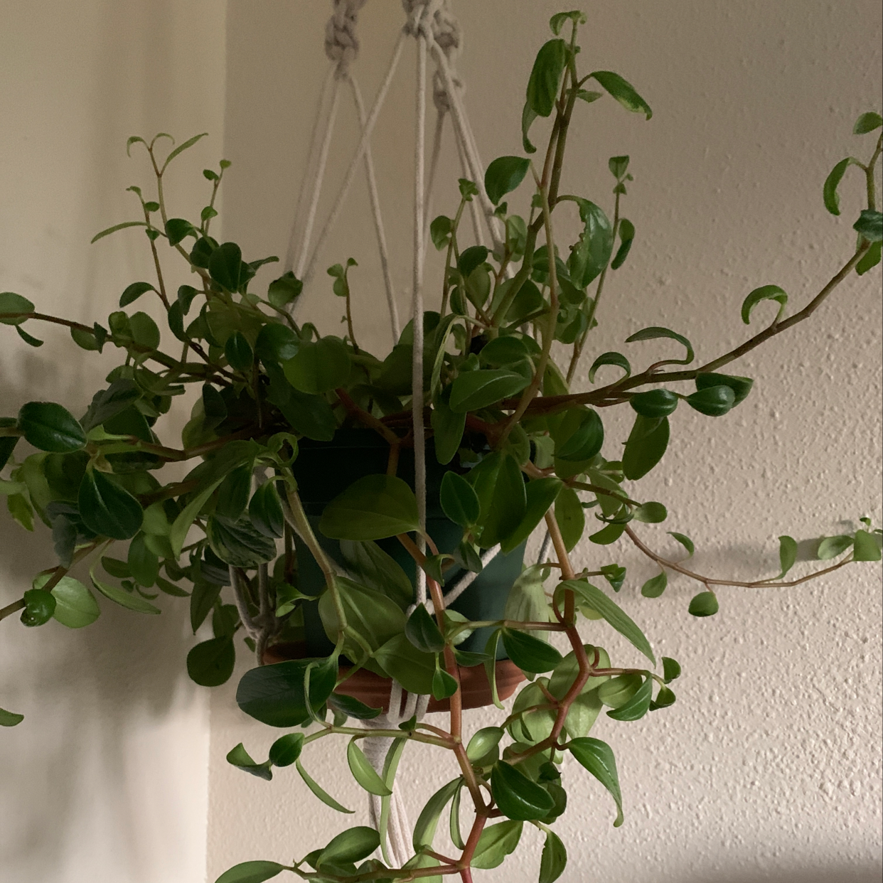 Healthy vining peperomia plant with lush green foliage cascading from a hanging basket against a white wall.