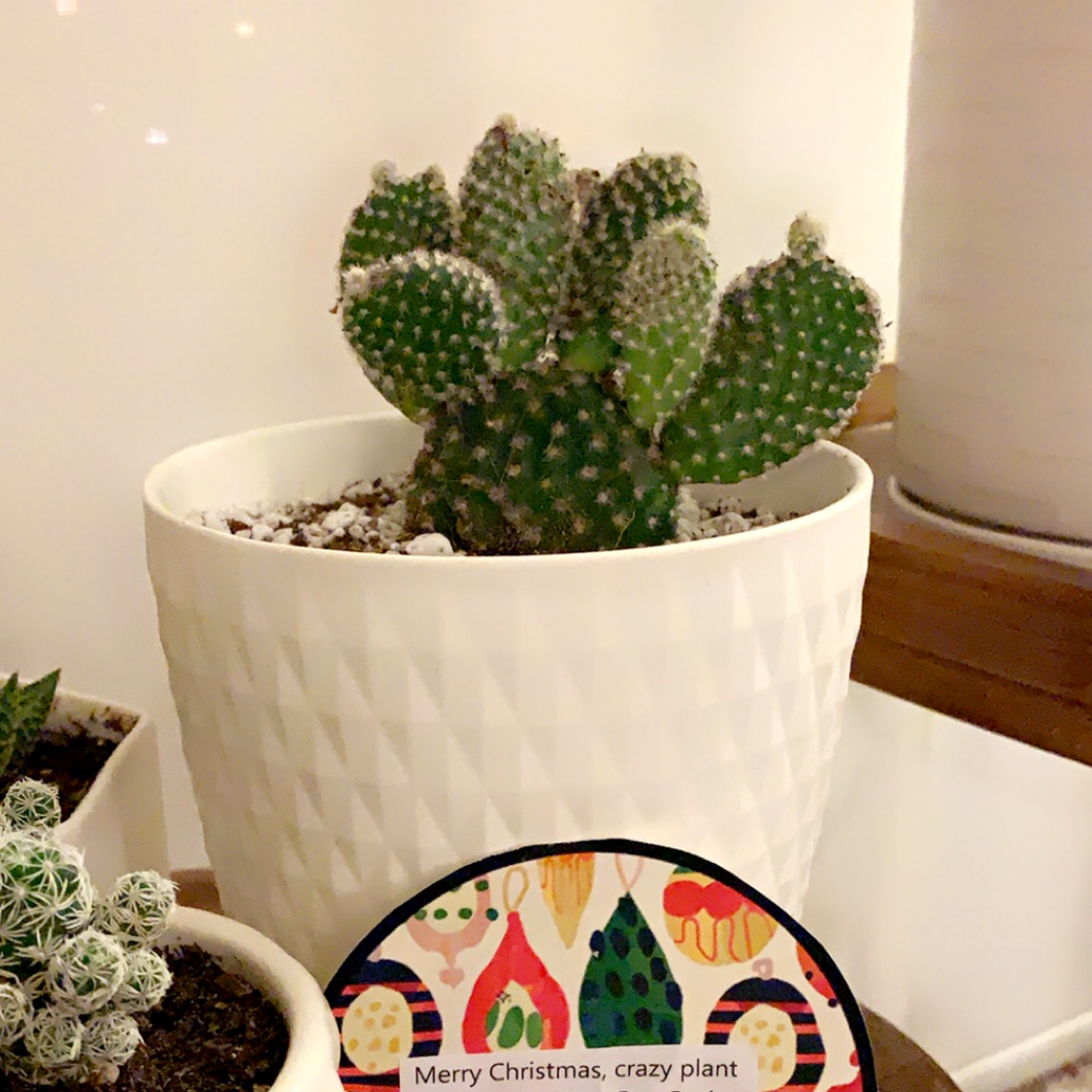Bunny Ears Cactus in a white pot with a decorative sign in front.