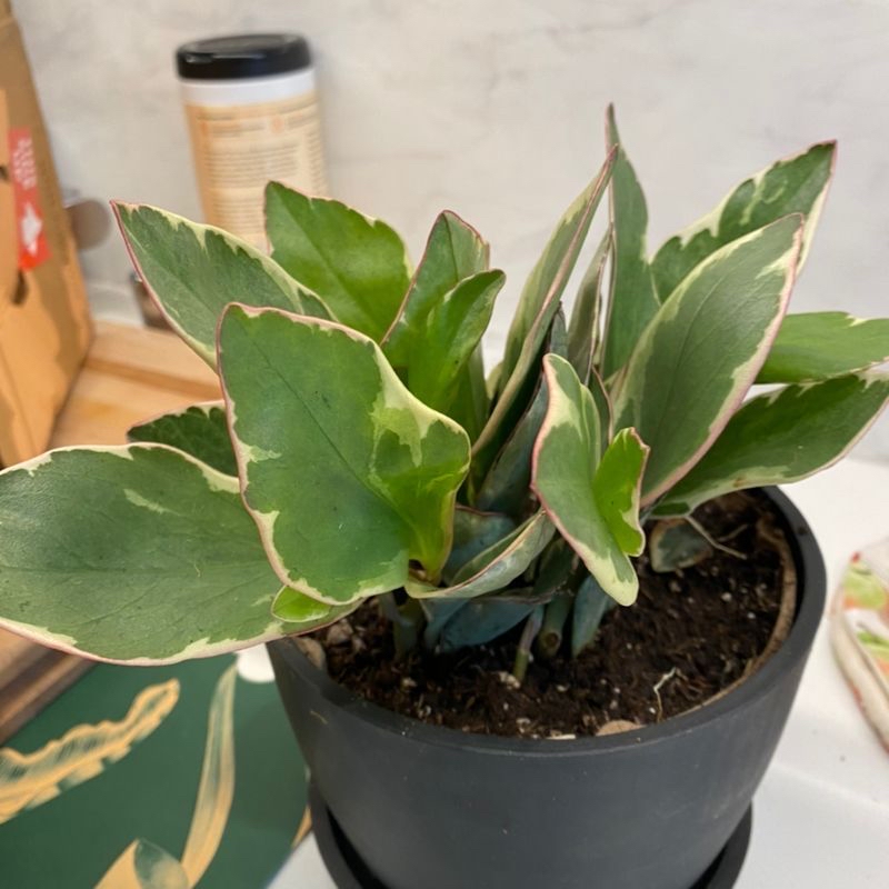 Potted Jelly Plant with variegated green and white leaves.