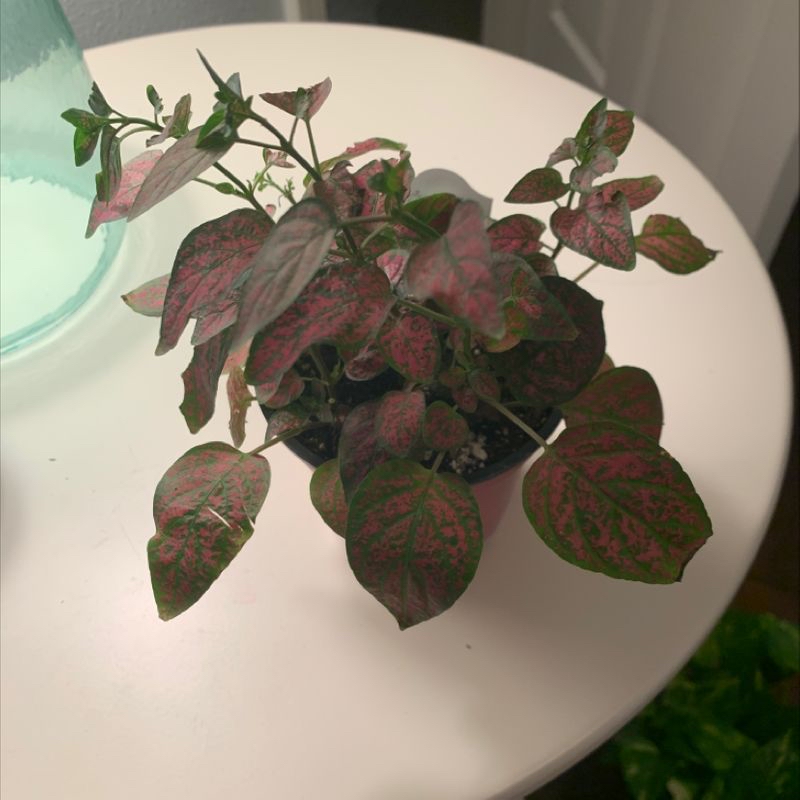 Healthy polka dot plant with vibrant green leaves featuring pink and red splotches, in a white ceramic pot.
