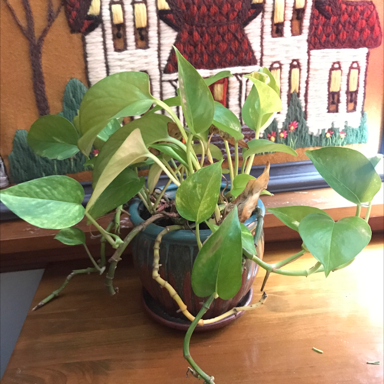 Jade Pothos plant photo by @aliceinmommyland named Poor Mr. Pothos on Greg, the plant care app.