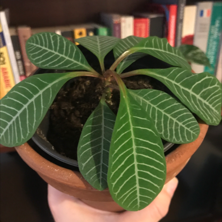 Photo of the plant species Madagascar Jewel by @Laranmatta named Droopy on Greg, the plant care app