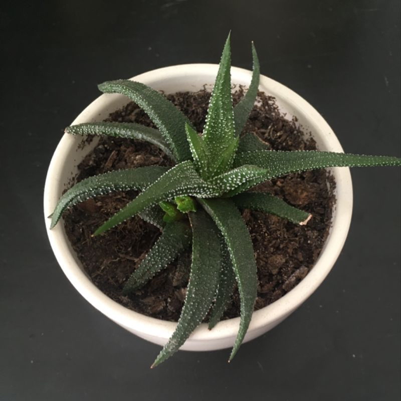 Photo of the plant species Grace Ward by Jose named Haworthia atenuata on Greg, the plant care app