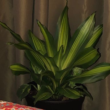 Cornstalk Dracaena plant photo by Pamela named Zion on Greg, the plant care app.
