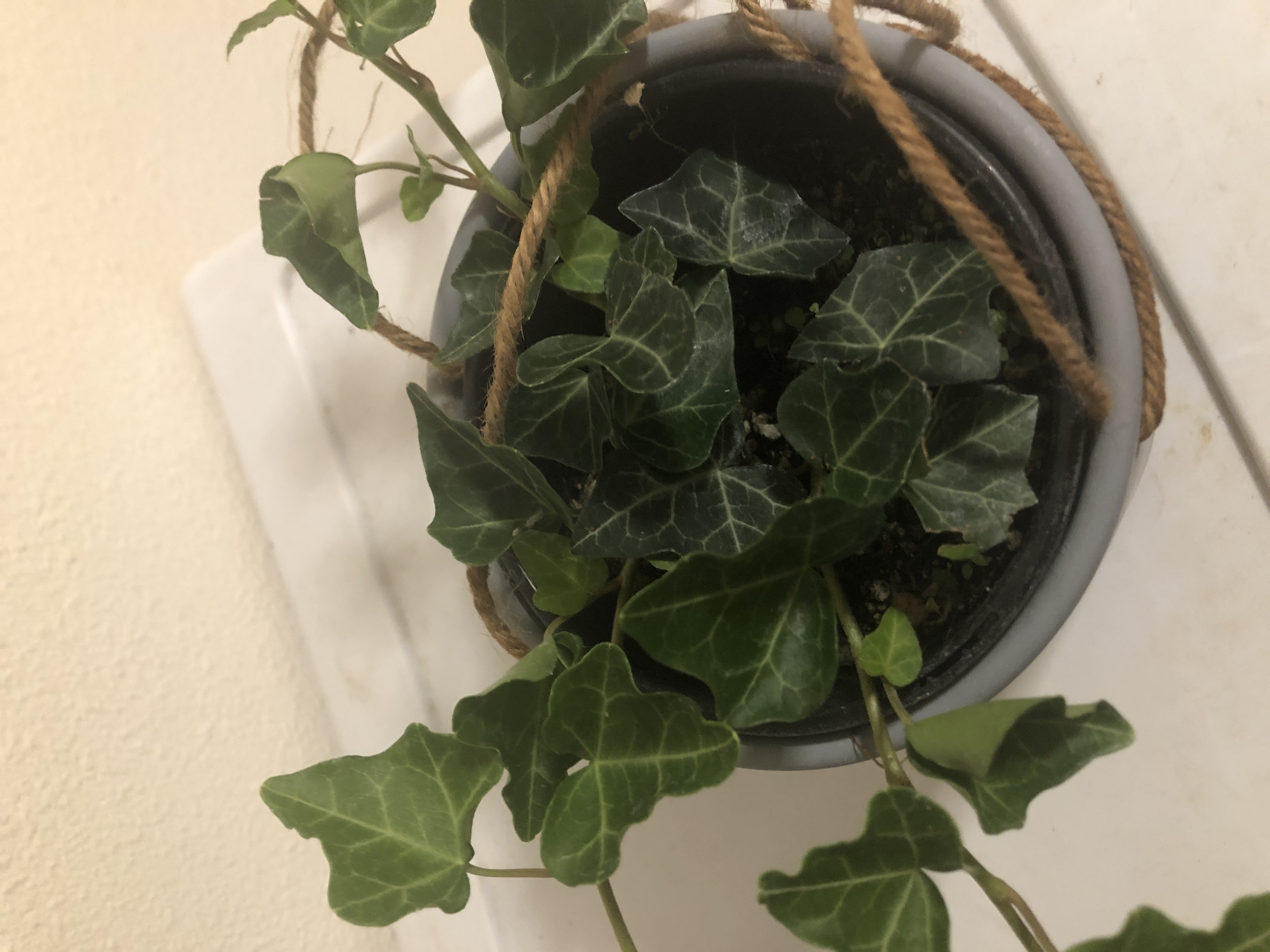 English Ivy plant photo by @chyillax named Ivester on Greg, the plant care app.
