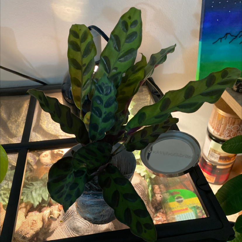 Plant care for Aglaonema 'Tricolor' on Greg, the plant care app