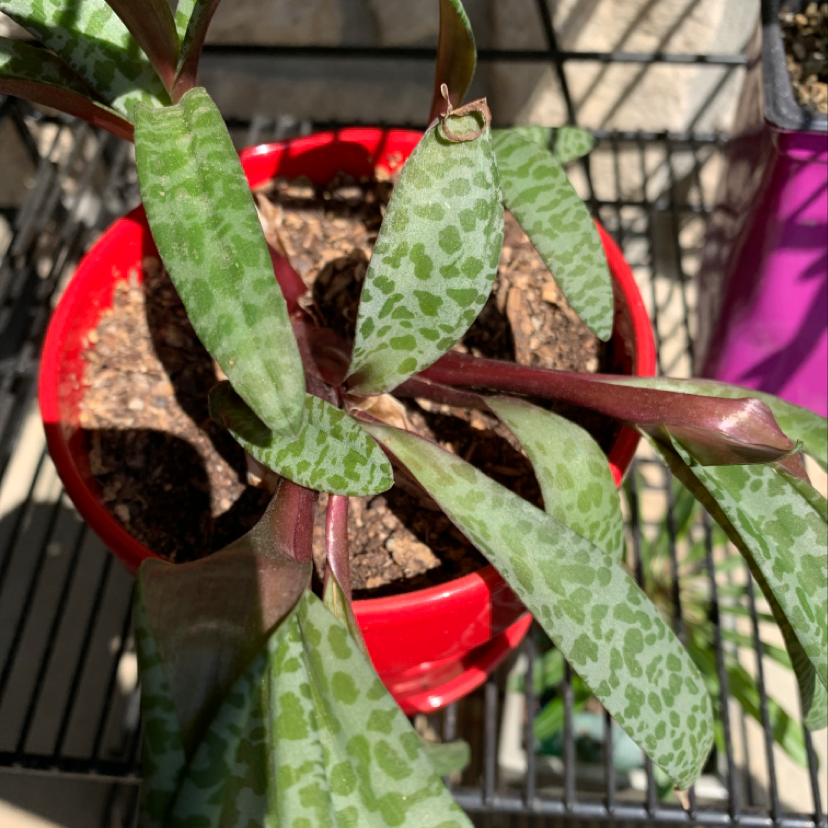 Rex Begonia Zumba Plant Care Water, Light, Nutrients Greg App 🌱