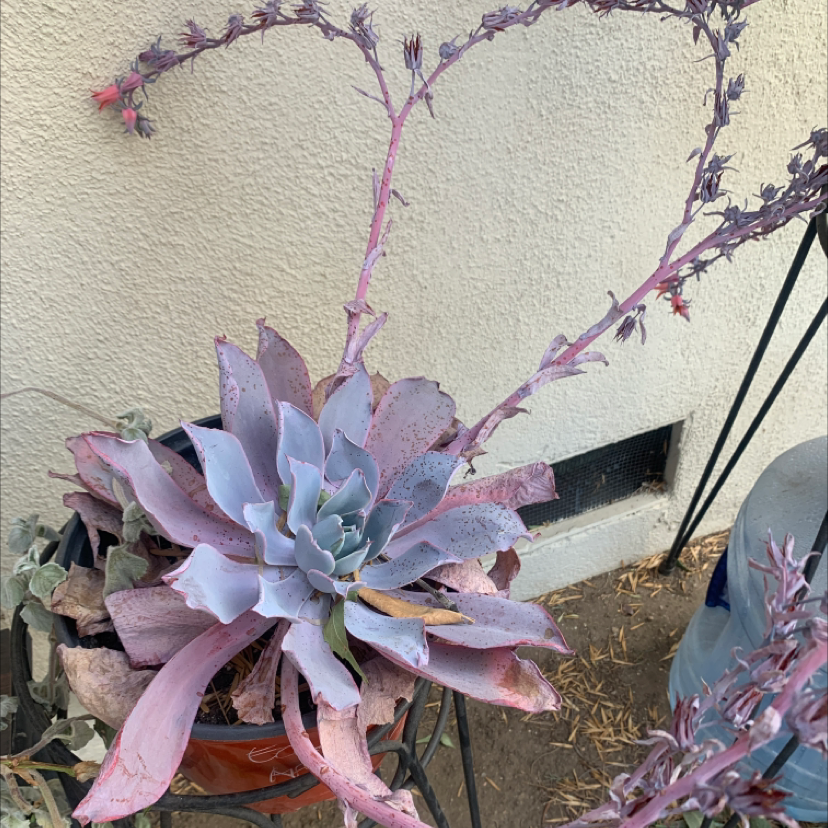Mexican Hens succulent with flowering stalks and some browning leaves.