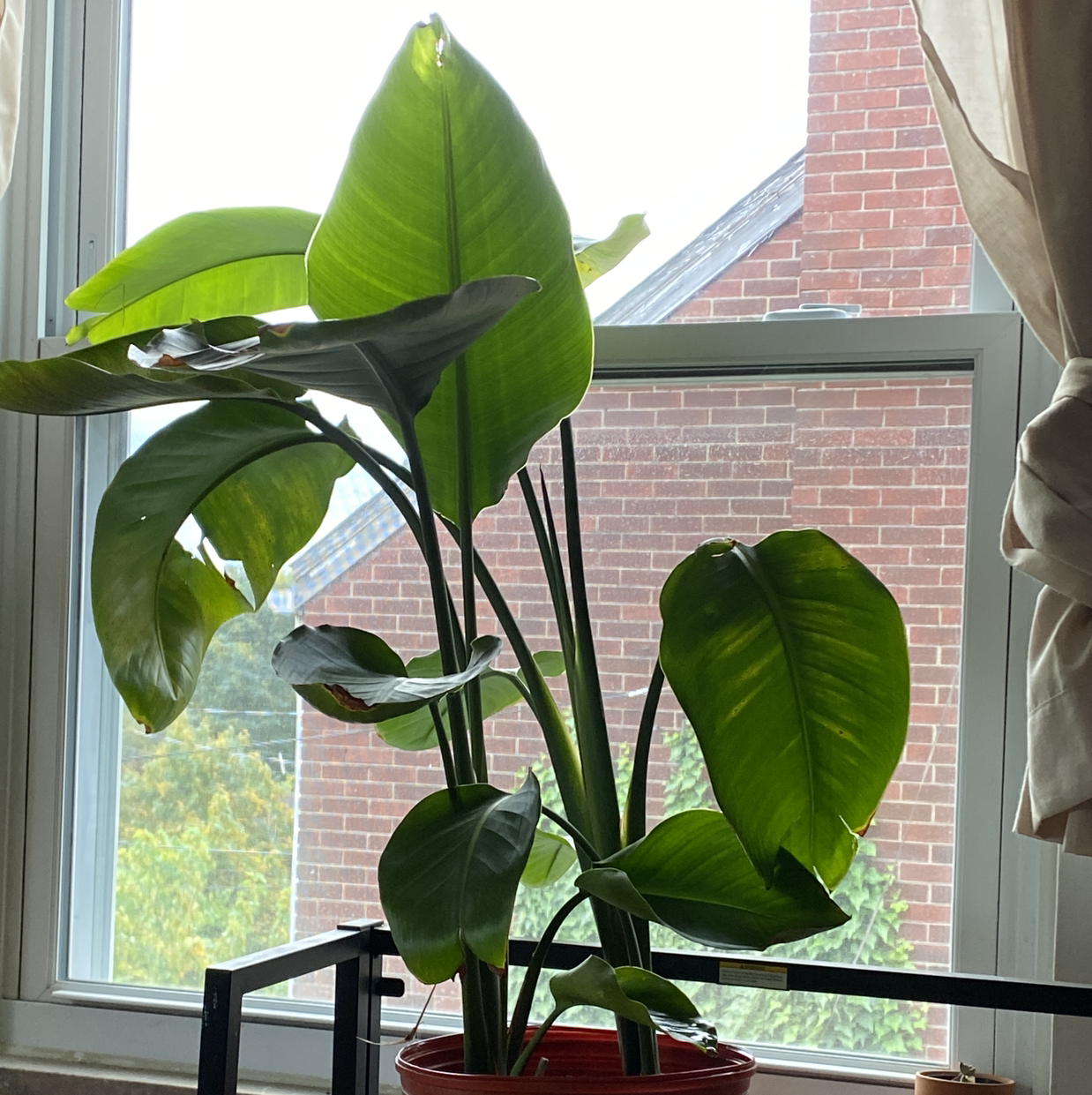 Healthy White Bird of Paradise plant with large, lush green leaves in a red pot on a windowsill with natural backlighting.