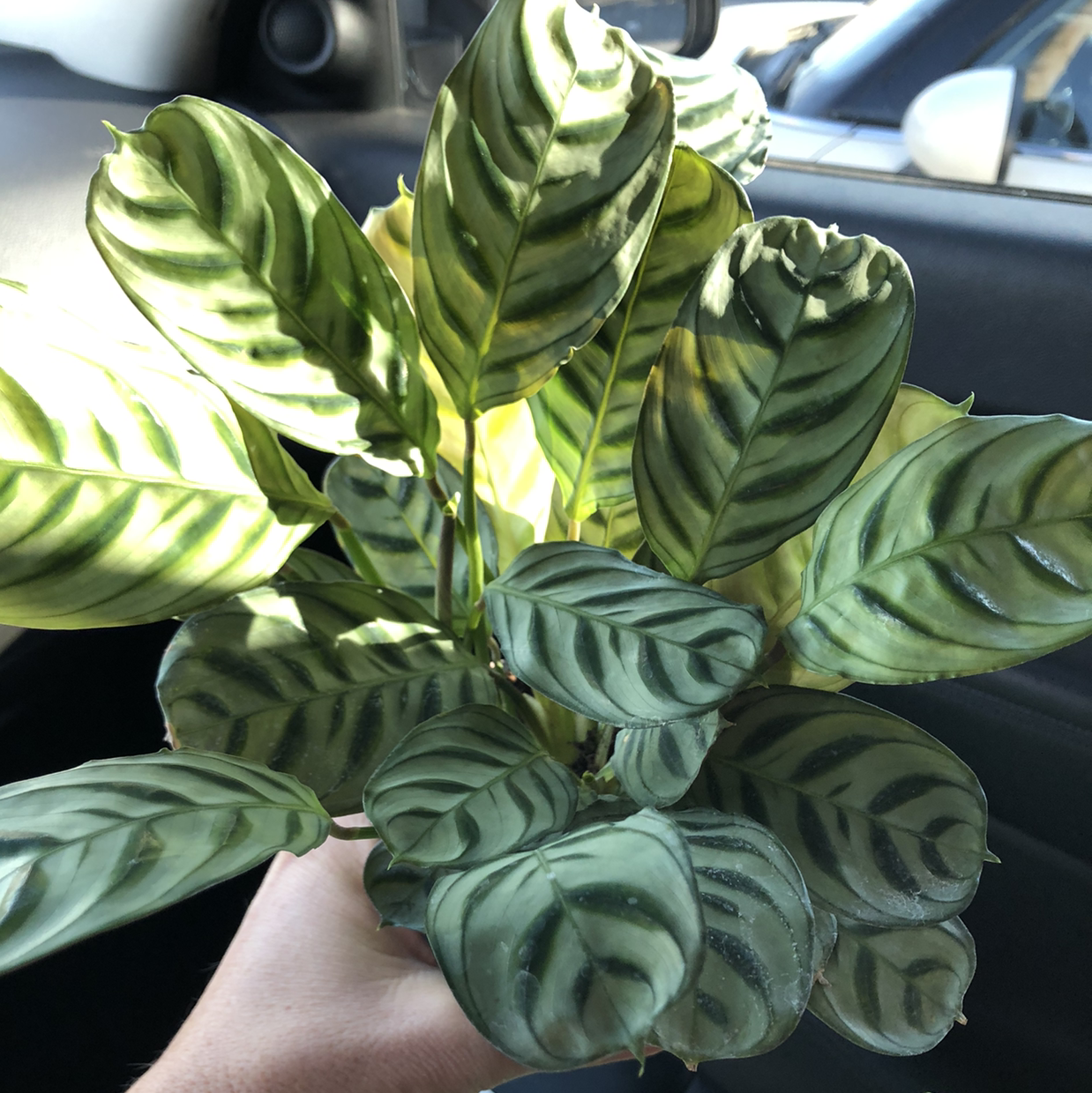 Hands holding a healthy, vibrant Fishbone Prayer Plant with striking green striped foliage resembling a herringbone pattern.
