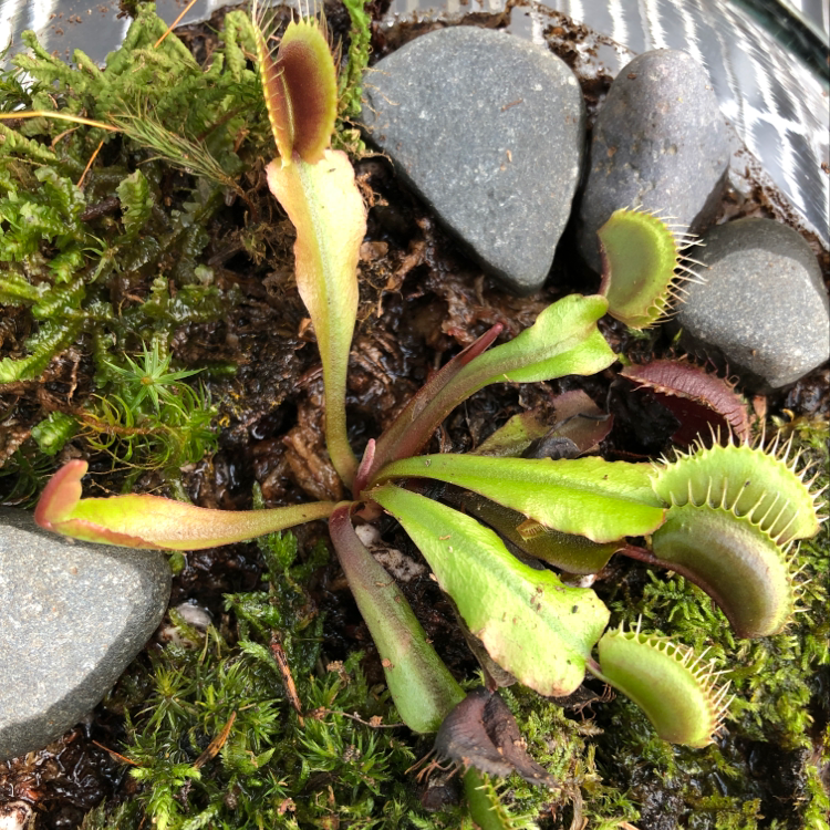 Venus Fly Trap plant with some traps showing signs of yellowing and browning, surrounded by moss and stones.
