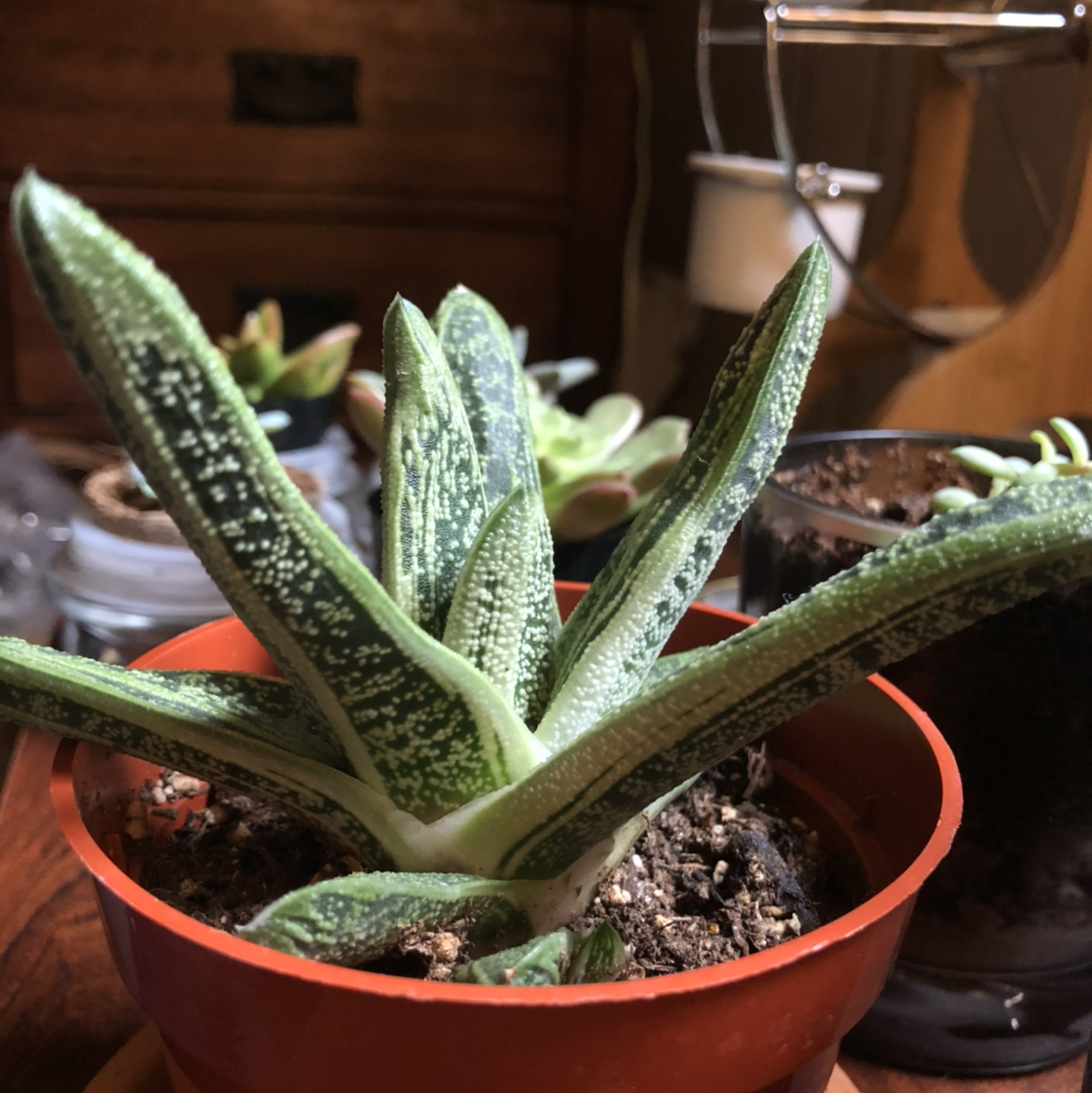 Close-up photo of a thriving Ox Tongue succulent plant with thick, speckled green leaves resembling tongues.